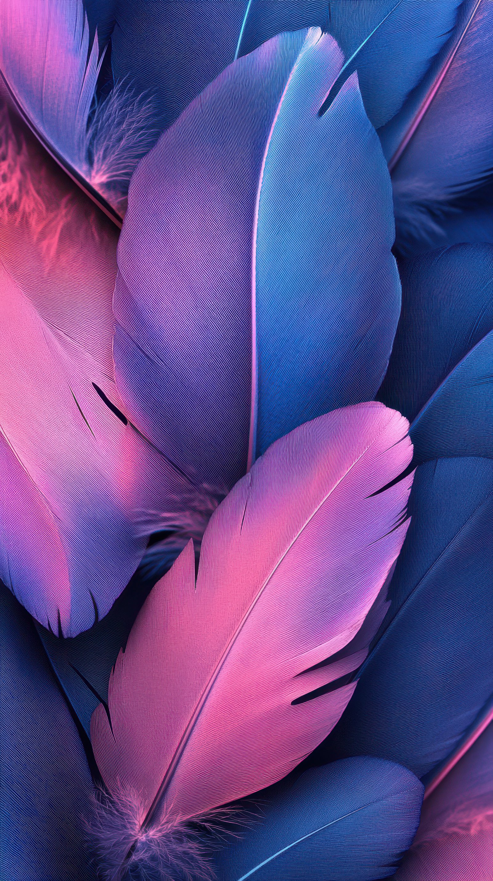 Colorful feathers in vibrant shades of blue and pink create a striking and artistic display in a close-up view